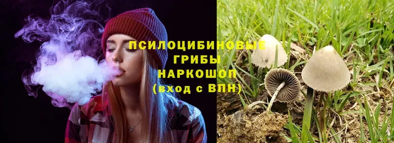 Псилоцибиновые грибы Psilocybe  закладки  Бежецк 